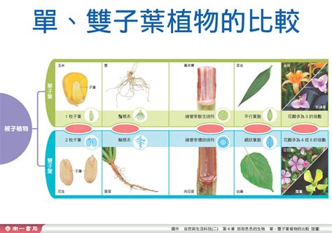 百合是單子葉還是雙子葉|百合是雙子葉植物嗎